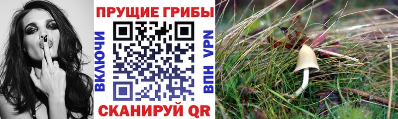 Псилоцибиновые грибы Cubensis  Цимлянск 